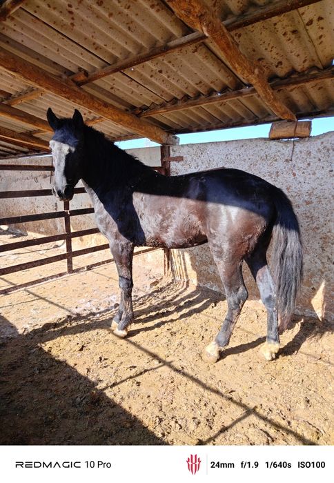 Айгыр, лошадь, жеребец