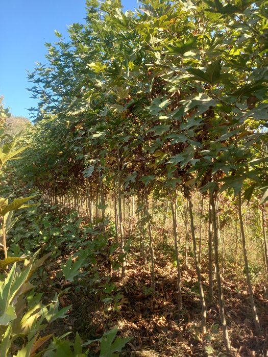 Чинор, лола дарахт, ҳар хил манзарали дарахтлар ва кўчатлар