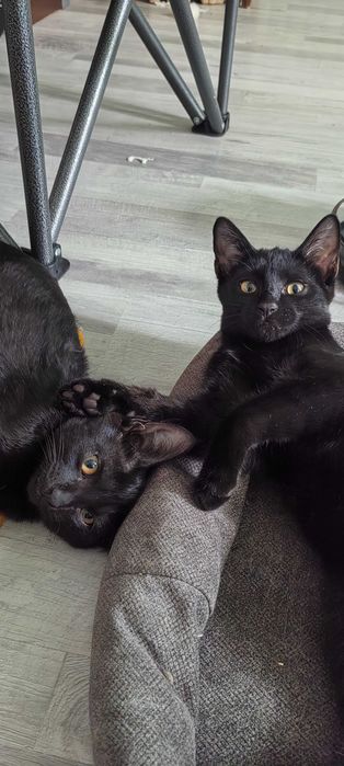 Маленькие котята, в хорошие руки