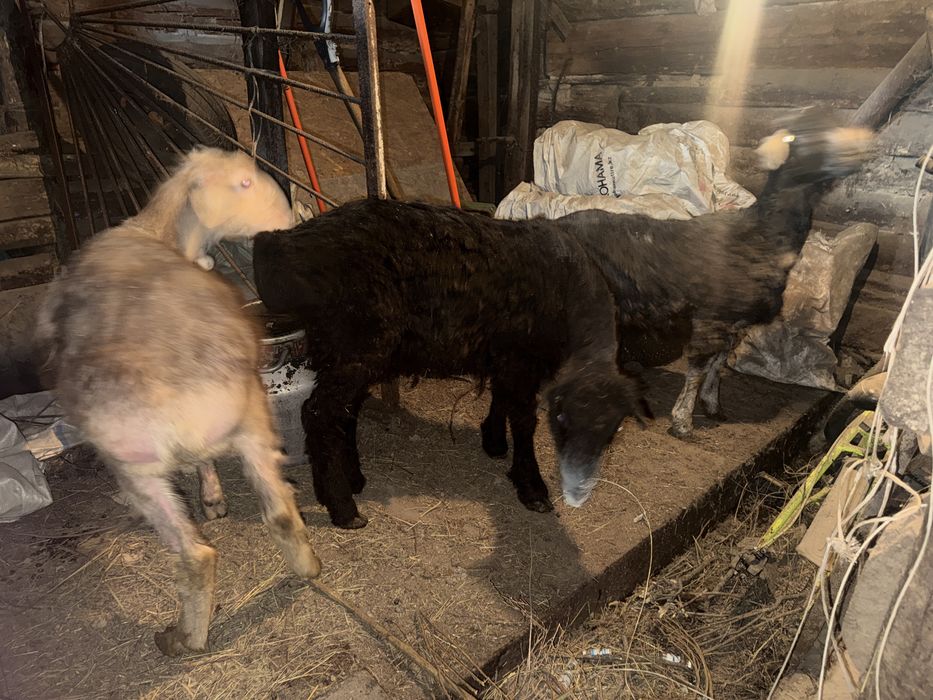 Семіз қойлар сатылады