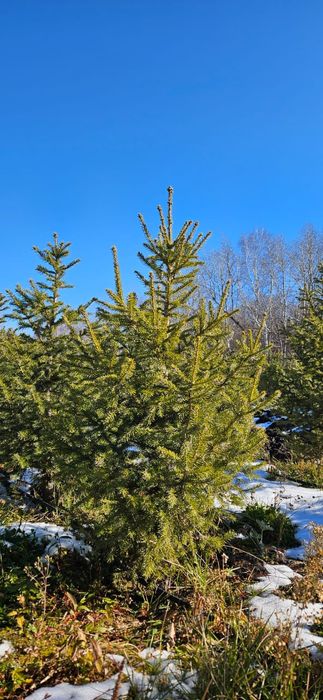 Саженцы, Посадочные материалы