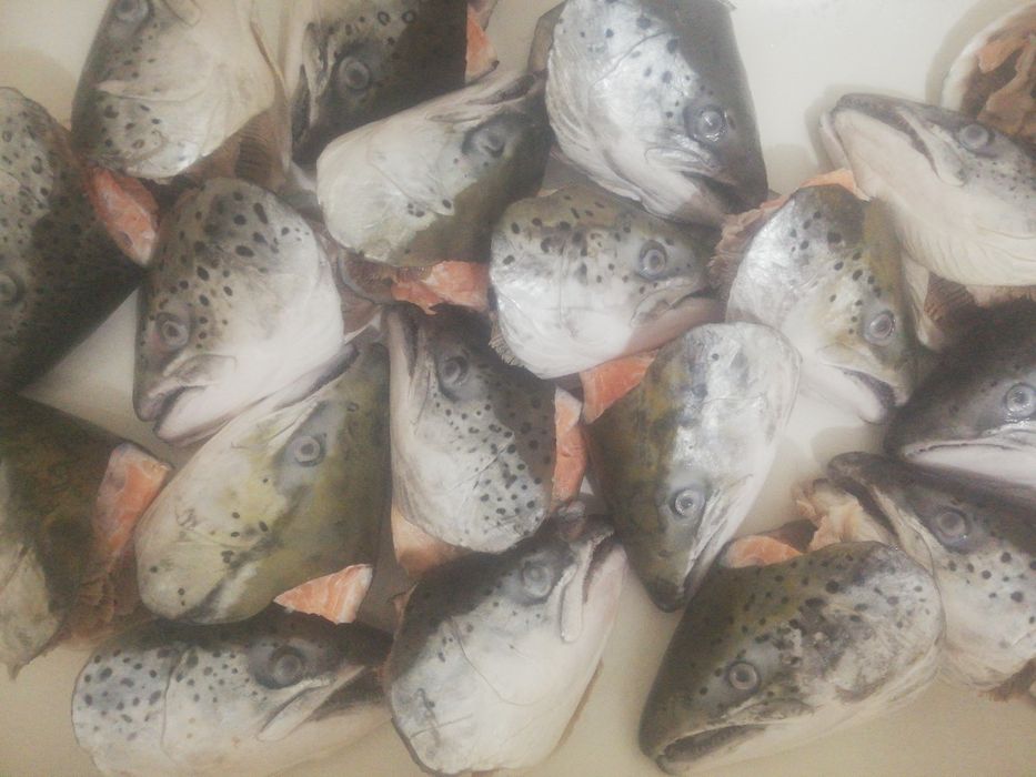 Сёмга, головы для ухи.