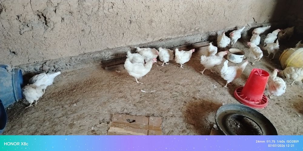 Loman sendi tovuqlar