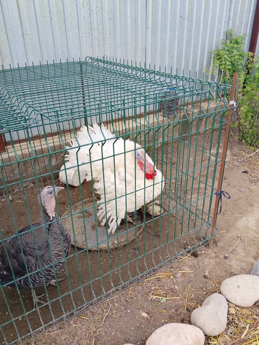 Продам индюков самцов ставропольский