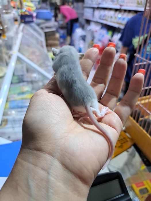 Декоративные крысята