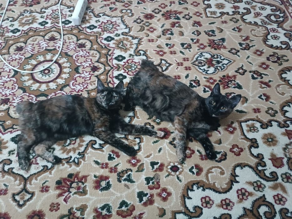 Отдам породистых котят в хорошие руки