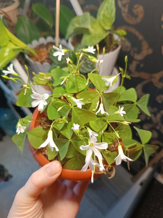 Комнатные растения