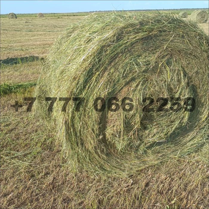Продам сено луговое