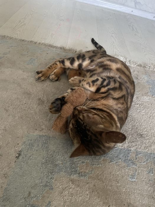 Вязка бенгальской кошки