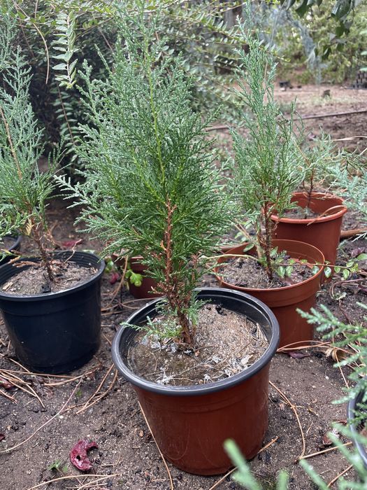 Източна туя, Аризонски кипарис, Обикновен кипарис