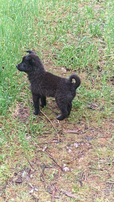 Щенок девочка в добрые руки