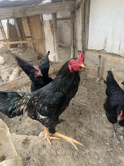 Brama tovuq tuxumlari soriladi.Narxi 10000 so’mdan