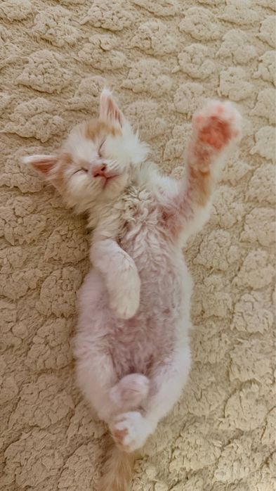 Котенок 2 месяца