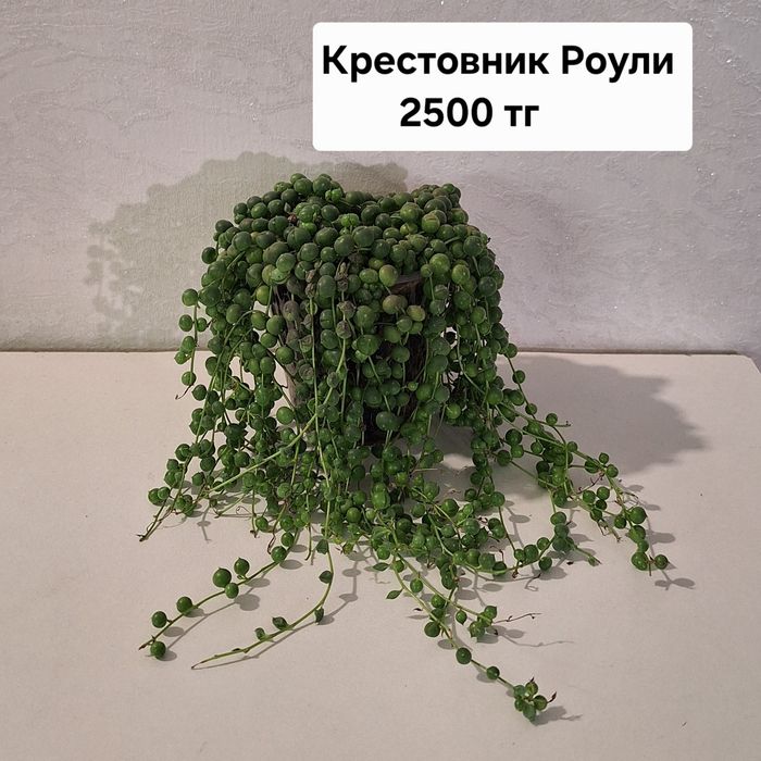 Синнингия, крестовник роули, Алоказия империал ред