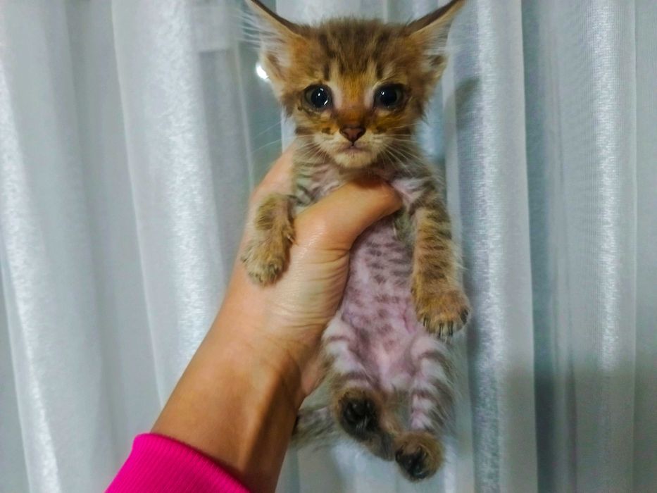 Котята ищут добрые руки
