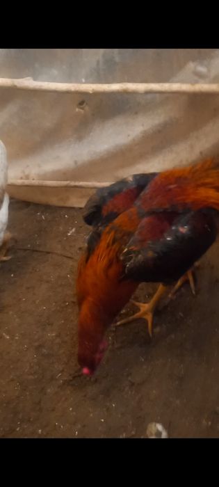 Shularni  tuxumlari  bor  garantiyalik