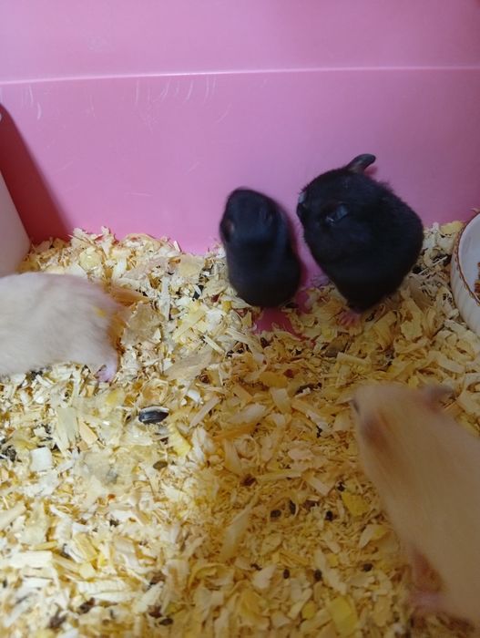 Продам в хорошие руки