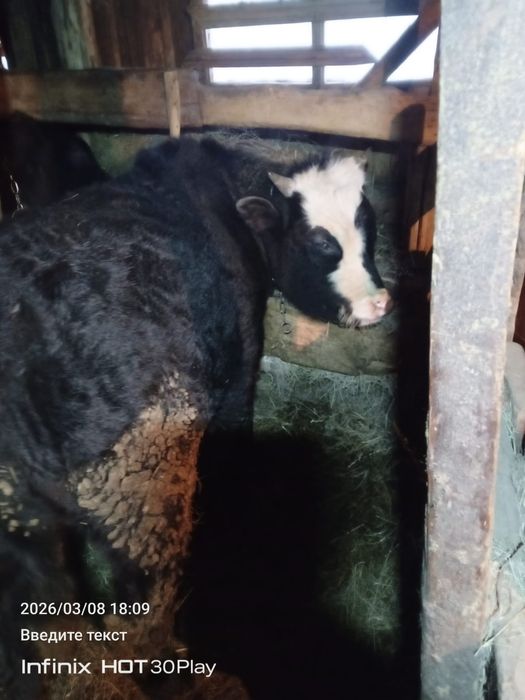 Продам быка больше года!