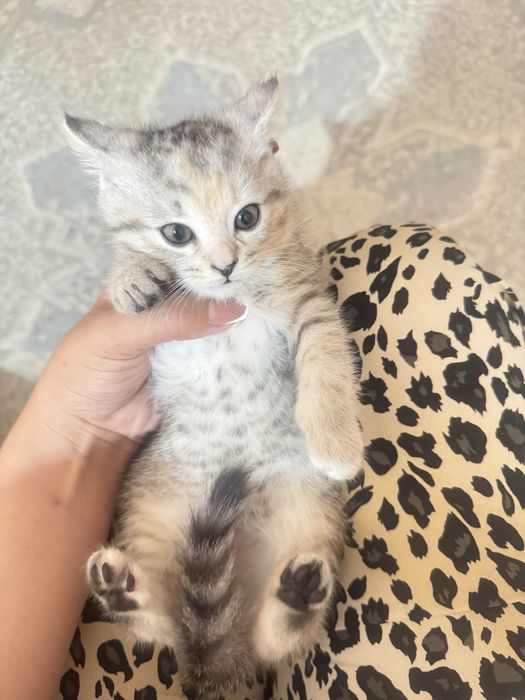 Котята пародистые