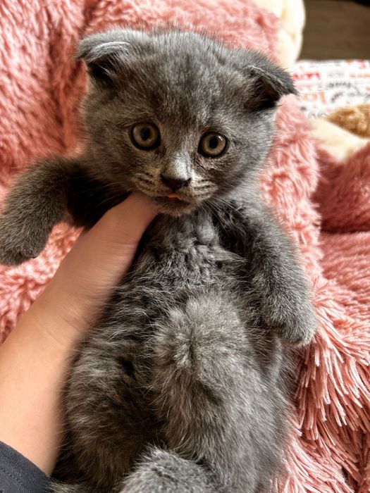 Продам котят шатлански британски