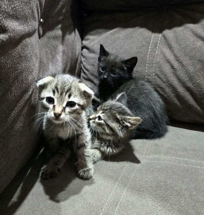Котята шотландцы.