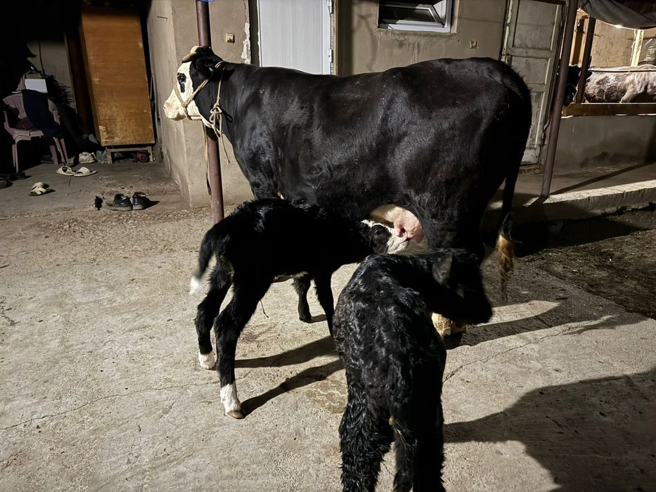 Осы сиыр сатылады