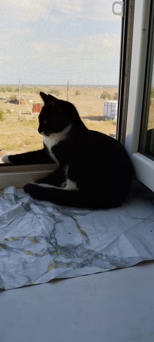 Отдам даром котика в хорошие руки