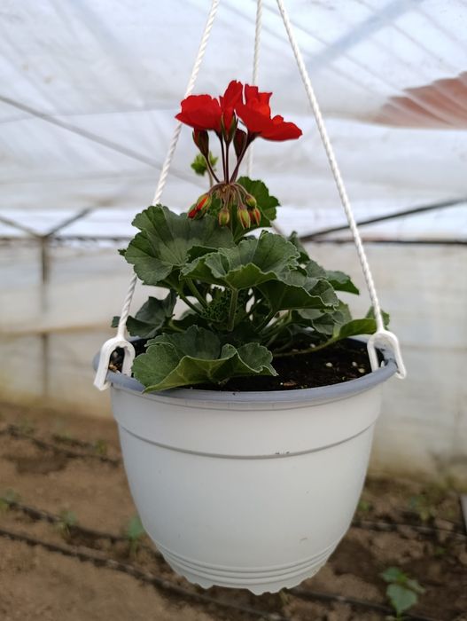 Petunia și mușcate de vânzare