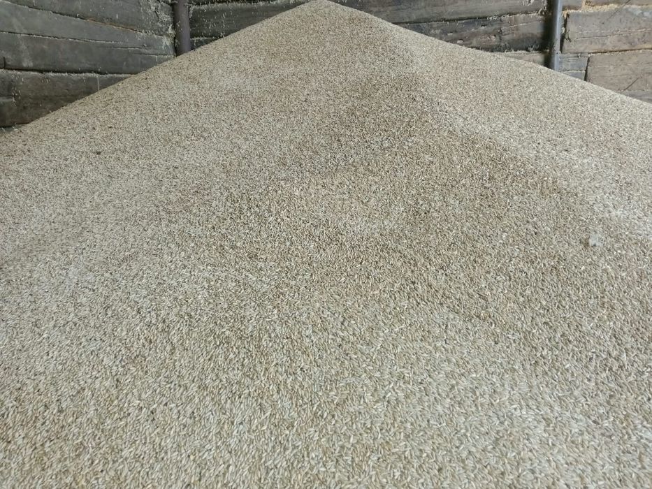 Продам рожь озимая