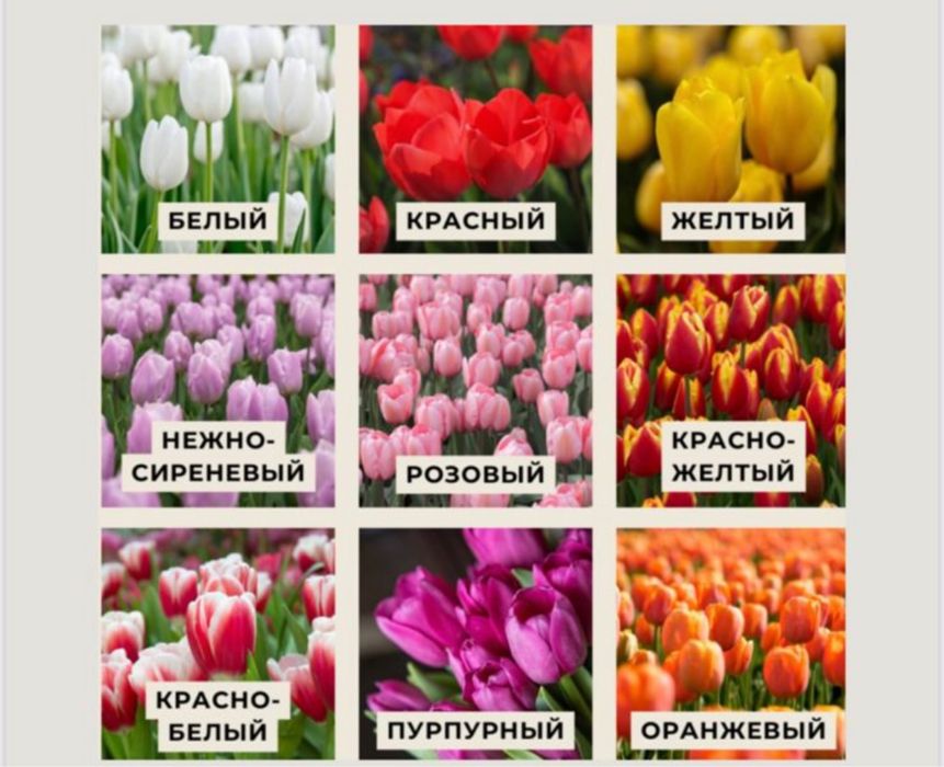 Тюльпаны голандские