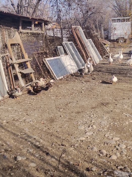 Продам гусынь ..