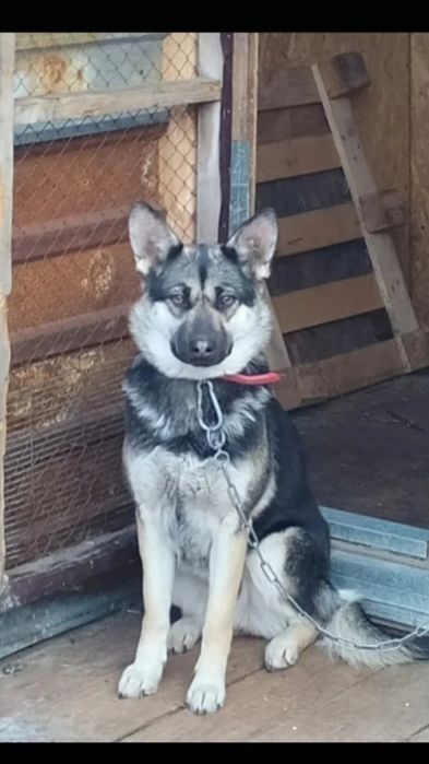 Пристраивается в хорошие руки собака