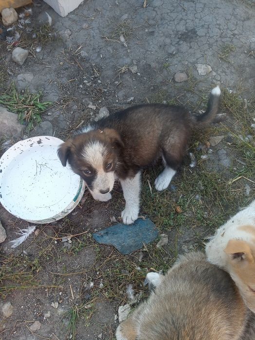 Срочно отдам щенков