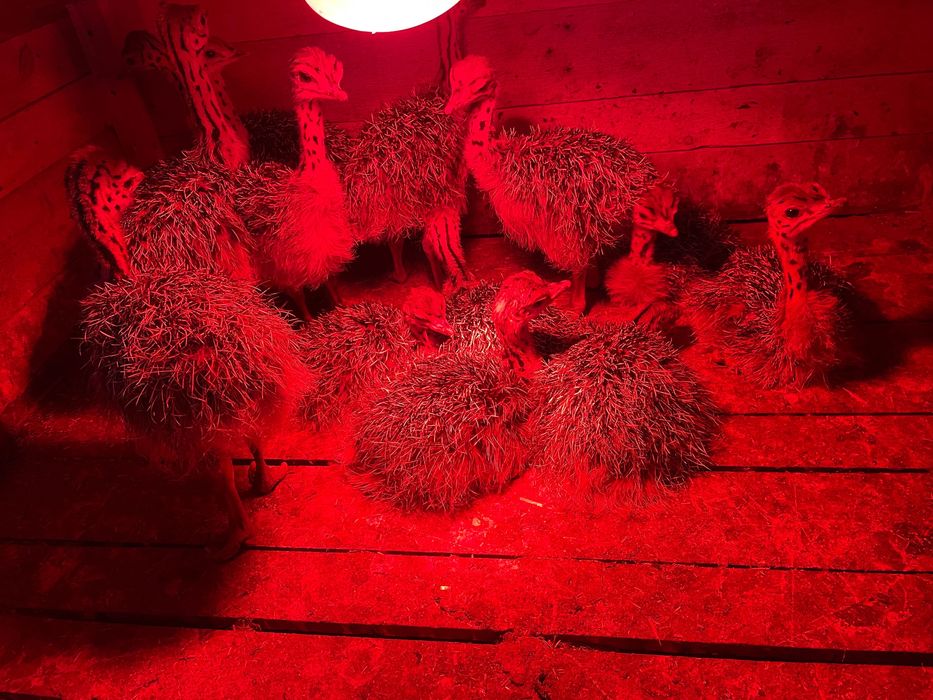 Pui de strut de vânzare