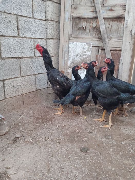 Даканг товук тухумлари сотилади