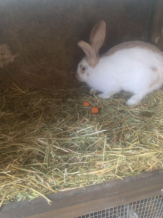 Налични зайци различни породи