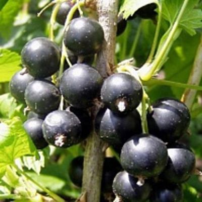 Продам саженцы черной смородины