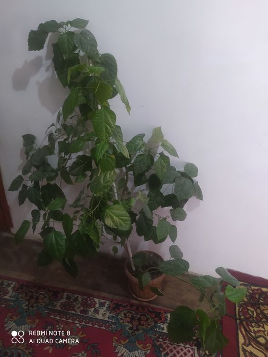 Продам домашний цветы.