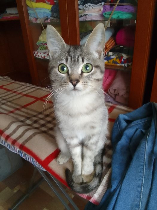 Котёнок  в добрые руки