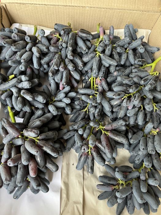 Виноградные саженцы и черенки аватар,гелиадор и бананас