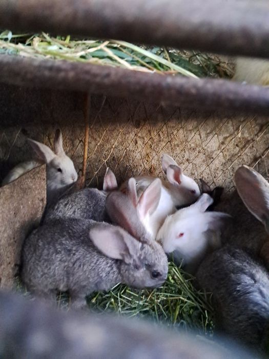 Iepurași disponibili