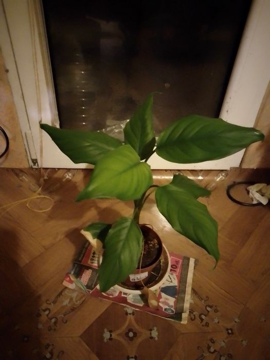 Спатифилум на три години