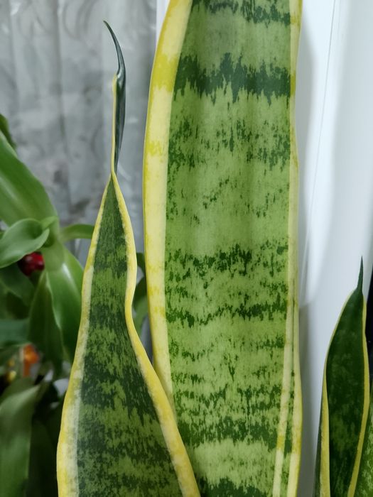 Сансиеверия Лауренти (Голд)