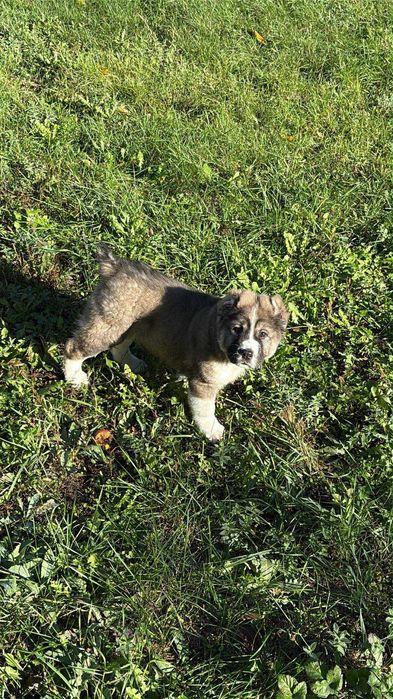 Алабай, 3 месеца Мъжко