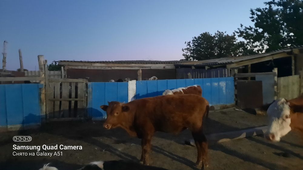 Сиыр жане бір жылдық баспактар сатылады