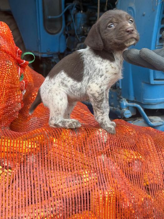 Продаётся щенок дратхара