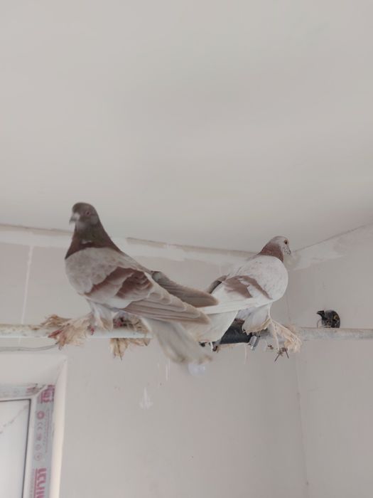 Кептер Құс Голуби