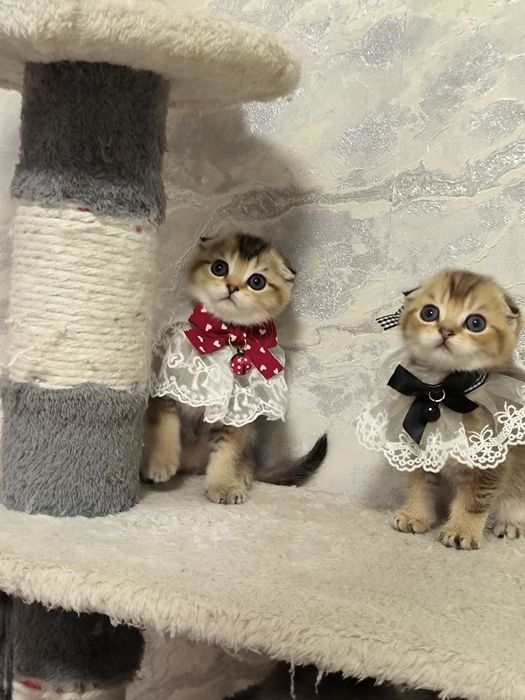 Прекрасный игривый мальчишка от правильной вязки