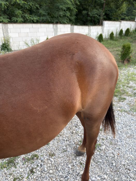 Vând iapă ( mânză) vârstă 1 an