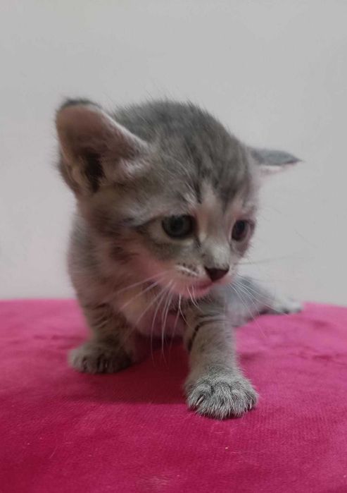 Котят от кошки крысолова в добрые руки